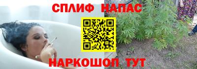 стаф Донской